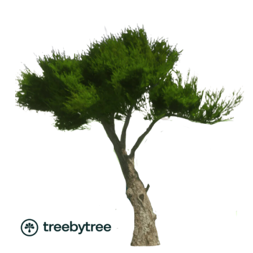 Boom treebytree
